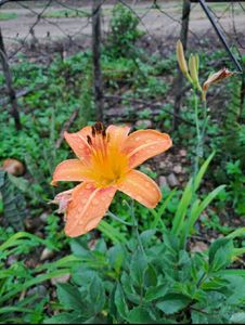 Orange Daylili