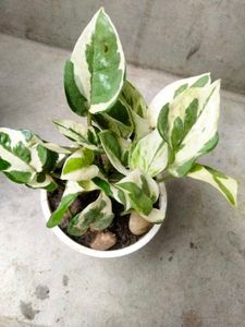 Houseplants collection combo