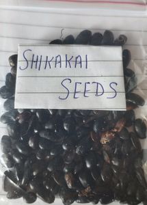 Shikakai Seeds Pack