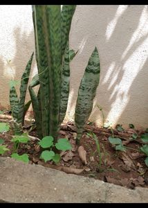 Tall Snake Plant...