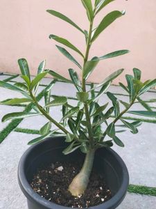 Live Plants (Rate: 150-350/-)