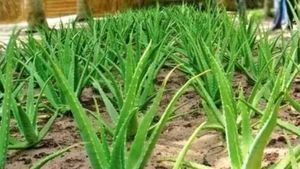Aloevera Plant
