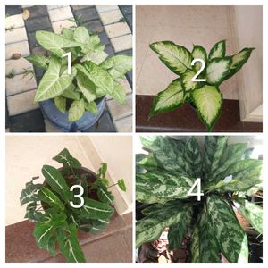 you can select 10 Live Root plants