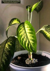 Plant Diffenbacia