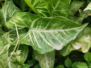 Money Plant