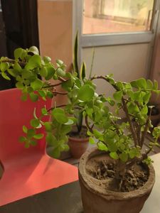 Jade Plant Cutting