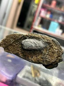 Two pieces of shivling found while digging