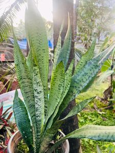 Compo Of Snake Plant And Other