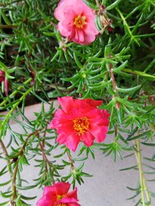 Three Colours Portulaca