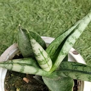 2 Rare Sansevierias N Two Adenuim