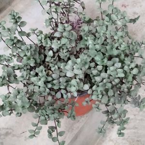 2 Varigated  N Two Hanging Plants Combo