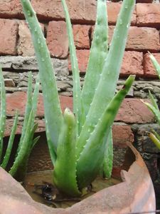 Aloe Vera Plant Approx 250 Gram