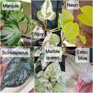 Pothos - 6 varieties