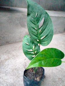Air Purifying Mix Plants