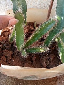 Dragon Plants 4 Plants