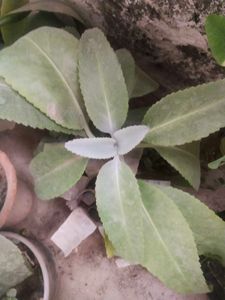 Healthy Kalnchoe Plant With Root