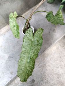 assorted beautiful plants Combo Offer