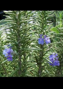 Rosemary Live Plant