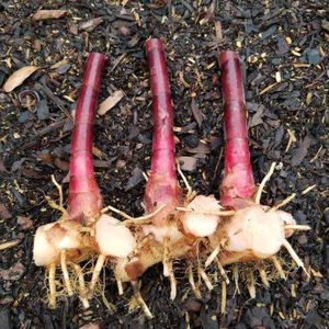 Insulin Plant - Remedy For Blood Sugar
