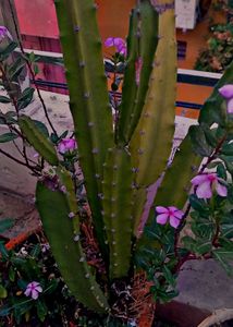 Combo Of 7 Air Purifier Plants