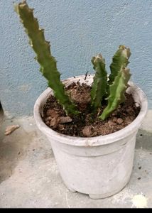 caralluma umbellata