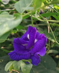 Dried Blue Pea/Butterfly Pea Flower 100 Units