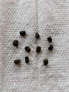 10 Seeds Blue Aparajita