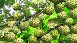 Green Custard Apple Plant, Papaya Tree