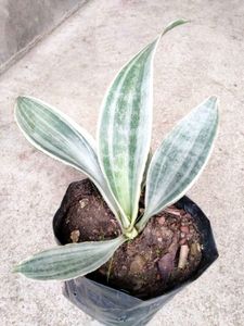 Sansevierias Combo