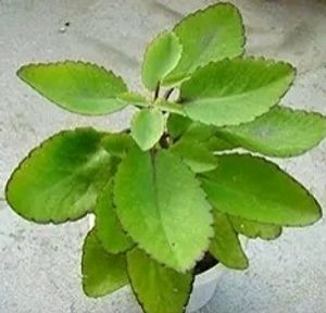 Patthar Chatta Plant Cutting/Leafs Cutting Only