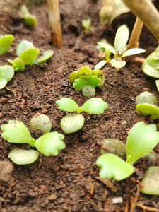 Baby plants &#34;Mother Of million&#34;