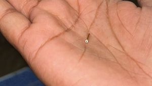 Gold Nose Pin 2 Days Use