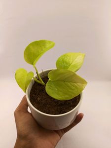 Branded Multipurpose pot