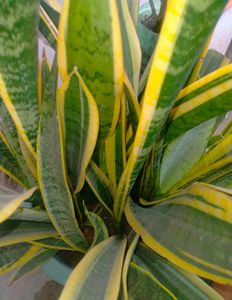 Snake Plant Variegated