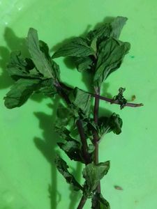 MINT LEAVES