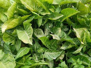 Money Plant