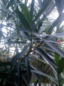 Pink Oleander Plant