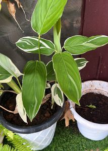 Calathea Plants combo