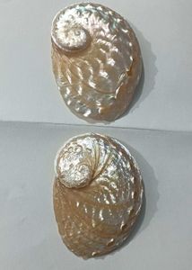 Abalone Shells Pair
