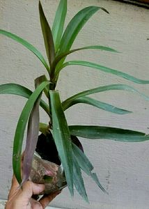 Moses in the Cradle Plant 🌵