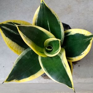 Big Size Dwarf Varieties (3 Different Variety)