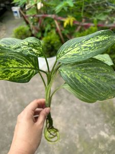 House Plant