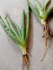 Aloevera Plant
