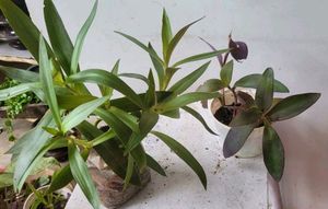 Pack 2 Purple Heart &amp; Moses-in-the-Cradle Plant 🌵