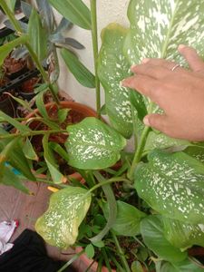 @sunder_kumar Plants