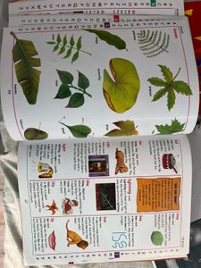 Festivals Of India , First Fun Dict, Story Book