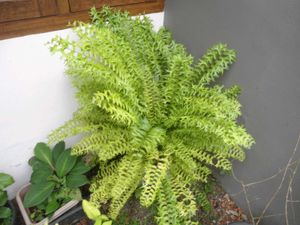 SONY CYBERSHOT DSC-W510 Digital Camera