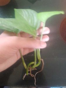 Real Rooted Pothos Plant Saplings, 5 in one