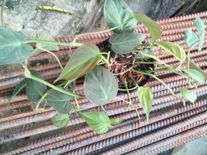 3 Plants For Listed Price
