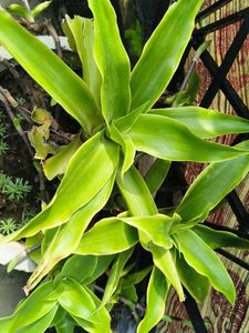 Basket Plant